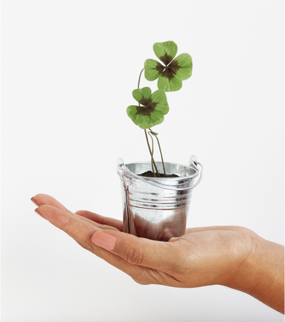 Trèfles à 4 feuilles - L'Avant gardiste